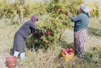 Göyçayda nar yığımına start verilib - Qiymətlər 80 qəpik - 1 manata qədər yüksəlib