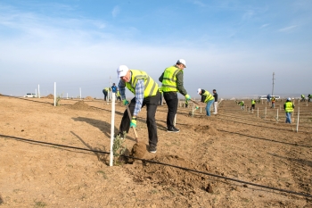 SOCAR Midstream ağacəkmə aksiyası keçirib - FOTOLAR | FED.az