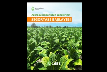 Azərbaycanda tütün sahələrinin sığortalanması başlayıb | FED.az