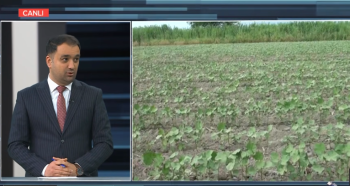 Aqrar Sığorta Fondundan açıqlama: Mart ayında 670 hektar sahə zərər görüb - MÜSAHİBƏ | FED.az