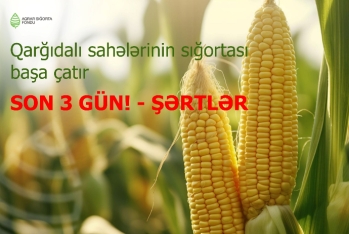 Qarğıdalı sahələrinin sığortası başa çatır – SON 3 GÜN! – ŞƏRTLƏR, MƏBLƏĞLƏR