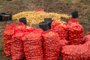 Hektardan 28 ton kartof yığıblar