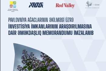 Azərbaycanda ilk dəfə: Pavlovniya ağacına yatırım sərfəlidirmi? – YENİ LAYİHƏ BAŞLAYIR