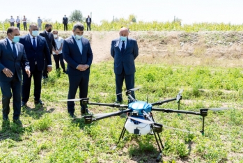 Azərbaycanda ilk dəfə qarğıdalı sahələri dronlar vasitəsilə - DƏRMANLANIB
