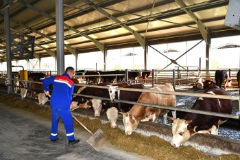 “Tovuz Aqro”da ilk dəfə olaraq şəkər çuğundurunun yetişdirilməsinə başlanılıb - FOTOLAR | FED.az