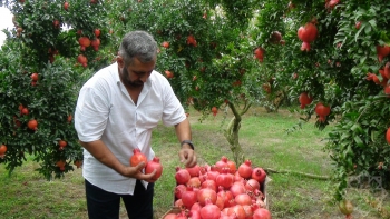 "Kiloqramı 1-2 manatdır-  Avropaya da satmaq istəyirik" - FOTOLAR | FED.az