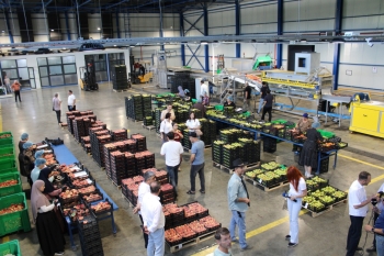 100 hektar yeni bağ, minlərlə ton məhsul: Şimal regionunun "qızıl dövrü" - FOTOLAR | FED.az