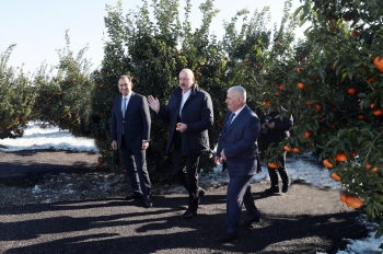 Prezident Lənkəranda “Lenk Fruit” MMC-nin sitrus bağında olub - FOTO | FED.az