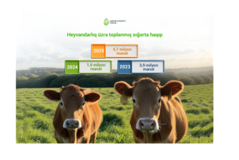 Fermerlər heyvanlarını daha çox sığortalayır: göstərici 2 dəfə yüksəlib