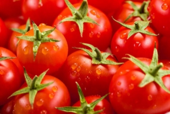 Pomidor ixracda - ÜÇÜNCÜ OLUB