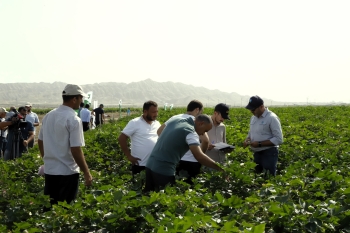 "Prime Cotton" pambıqçılar üçün ənənəvi “Açıq Tarla Günü”nü keçirdi -[red] FOTOLAR[/red] | FED.az