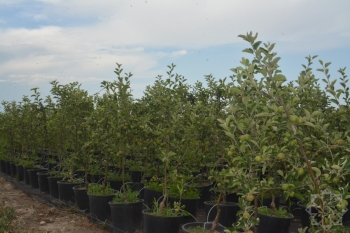 "3-5 manata bitkilər var. Böyük ağaclarımız 50-60 manatdır" - Qusarda tingçilik təsərrüfatı - FOTOLAR | FED.az