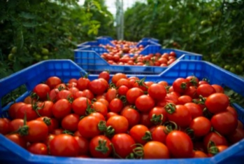 Azərbaycan I yarımillikdə pomidor ixracını - 24% Azaldıb