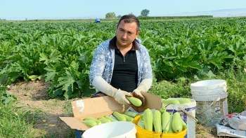 Bir hektara 1200 manat pul xərcləyib, 10 min manata qədər gəlir əldə etmək olur - Tovuzda yığımı davam edir - FOTOLAR | FED.az