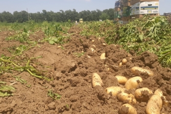 KOBİA kartof ilə məşğul olan fermerlərdə ümid yaradıb - FOTO | FED.az
