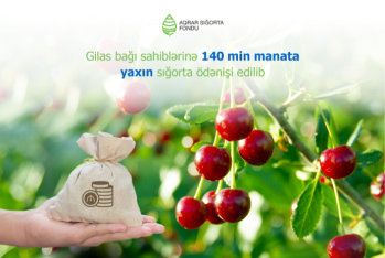 Sığortalanan gilas bağlarının sahəsi və sığorta ödənişləri - SÜRƏTLƏ ARTIR