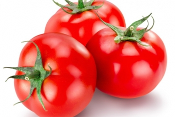 Pomidor, alma, xurma, nar və göyərti ixrac edən - SAHİBKARLARLA GÖRÜŞ