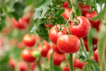 Rusiya Türkiyədən pomidor idxalı üçün kvotanı bir qədər də - Artırmaq İstəyir