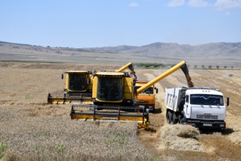 2 min hektarlıq təsərrüfat: Hər hektardan 6,5-7 ton buğda, 14-16 ton qarğıdalı götürür
