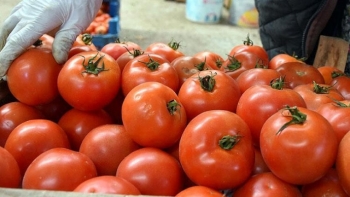 Türkiyə pomidor istehsalına görə – DÜNYADA 3-CÜ OLDU
