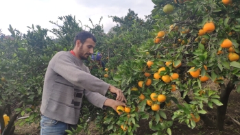 "Qiymət sərf etmir deyə, məhsulun çox hissəsini anbara yığırıq" | FED.az