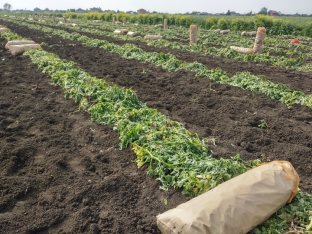 Qiymətlər 1 manat ətrafında dəyişir - Ukrayna, Rusiya, Belarus, Qazaxıstan və Gürcüstana göndərilir  - FOTOLAR | FED.az