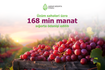 Aqrar Sığorta Fondu üzüm sahələri üzrə 168 min manat sığorta ödənişi edib