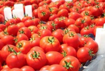 Azərbaycanın xaricə satdığı pomidor 163 milyon dollar - GƏLİR GƏTİRİB