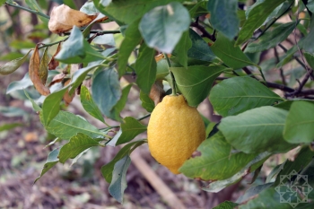 Limonu qışda da ağaclarda saxlayırlar ki, qiymətlər artanda satsınlar - Bəs limon bağları şaxtadan necə qorunur? - FOTOLAR | FED.az