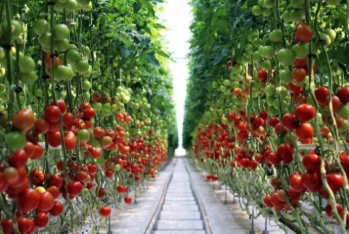 2021-ci ildə Azərbaycanın  "parnik"lərində pomidor istehsalı - 19% ARTIB