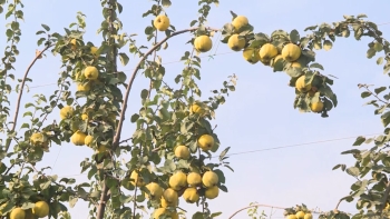 Dövlət dəstəyi ilə salınan intensiv bağlar: Saatlı heyvası - [red]Dubaya və Avropaya ixrac olunur[/red] | FED.az