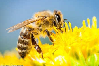 Yağıntılı hava arı təsərrüfatları üçün - ÇƏTİNLİK YARADIB