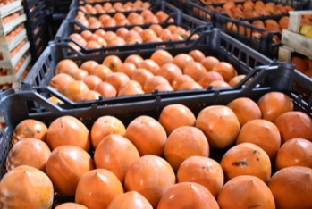 Azərbaycanda xurma yığımı və ixracı ilə bağlı son vəziyyət açıqlanıb