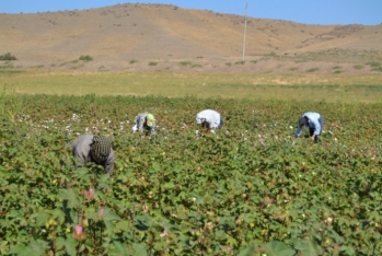 Fermerlər təhvil verdikləri pambığa görə yalnız məhsul subsidiyası - ALACAQ