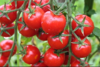 Azərbaycandan pomidor ixracı ikiqat azalıb – GÖMRÜK AÇIQLADI