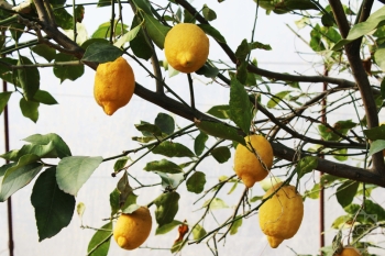 Limonu