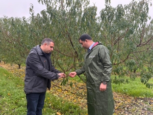 Nektarin və badam bağlarına dəymiş zərər üzrə təqribən 1 milyon manat sığorta ödənişi edilib | FED.az