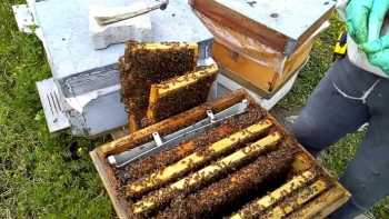 10 min arı ailəsindən ibarət “Arıçılıq kompleksi”- YARADILIR