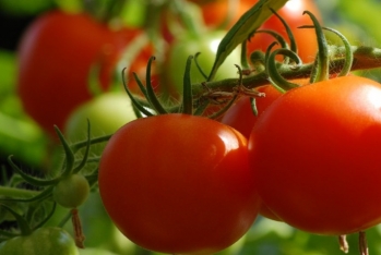 Azərbaycanın pomidor satışından gəlirləri - 7% AZALIB