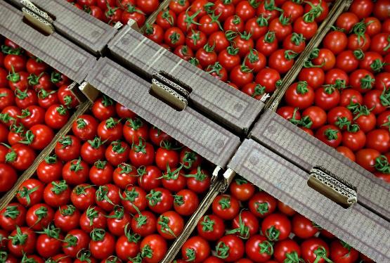 Azərbaycandan Rusiyaya gətirilən 20 ton pomidorda ziyanverici aşkarlanıb