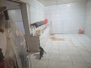 Toyuq ətini bu şəraitdə istehsal edirlərmiş - VİDEO | FED.az