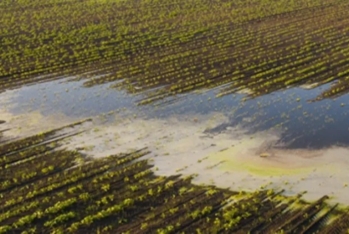 Aqrar Sığorta Fonduna 6500 hektar əkin sahələri üzrə zərər müraciətləri daxil olub