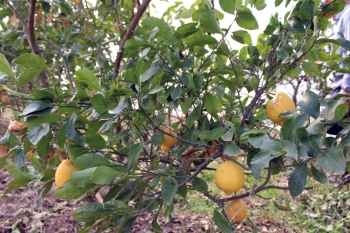 Limonu qışda da ağaclarda saxlayırlar ki, qiymətlər artanda satsınlar - Bəs limon bağları şaxtadan necə qorunur? - FOTOLAR | FED.az