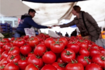 Rusiya Azərbaycan pomidorundan tam imtina etmir - NAZİRLİK  AYDINLIQ GƏTİRDİ