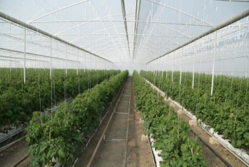 İcra başçısı fermerin təsərrüfatında: 5 hektar pomidor istixanası, 200 hektar bağı var - FOTOLAR