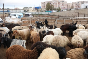 AQTA: Heyvan bazarları yenidənqurma işlərindən sonra açılacaq