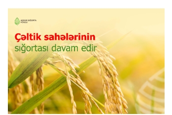 Çəltik sahələrinin sığortası davam edir – ŞƏRTLƏR, MƏBLƏĞLƏR – SON 10 GÜN!