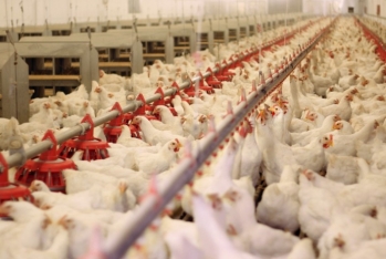 "Ağdaş Quşçuluq" ASC-nin 30%-lik səhm paketi özəlləşdirilib - MƏBLƏĞ