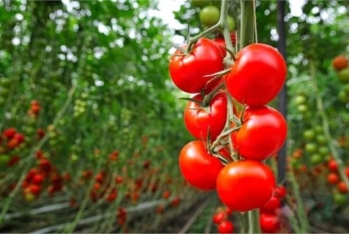 Susuz böyüyən pomidor sortu yetişdirildi | FED.az