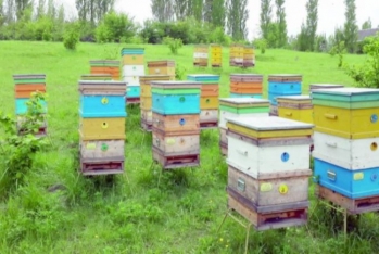 Mağazası olan iri arı təsərrüfatı - 700-dən artıq arı ailəsi bəslənilir